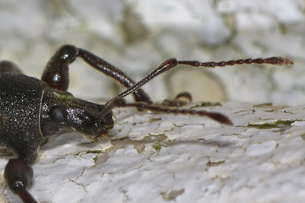 Dodecastichus geniculatus, Curculionidae